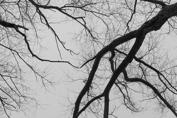 black and white depiction of bare deciduous tree branches in near silhouette on a fog filled afternoon in January