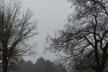 landscape with trees on a fog-filled, rainy afternoon in january