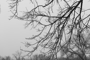 Fototapeta na wymiar black and white depiction of bare deciduous tree branches in near silhouette on a fog filled afternoon in January