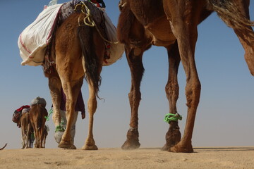 Naklejka premium Camel Caravan with men trekking and hiking through the western desert in Egypt n Bahariya oasis