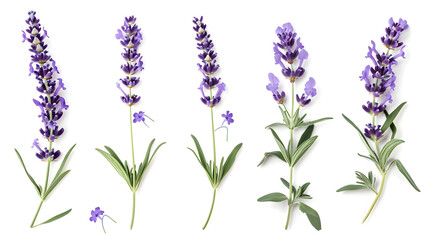 Purple lavender on white background