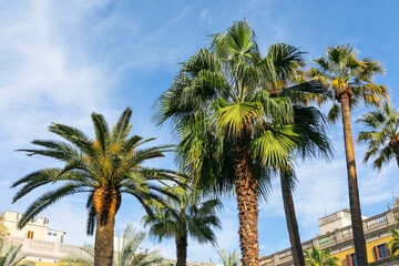 Palm trees in Barcelona, Catalonia, Spain