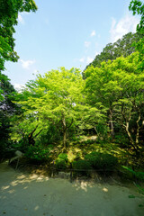 京都詩仙堂の青もみじ