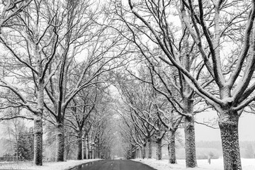 black and white landscape with trees, avenue of trees