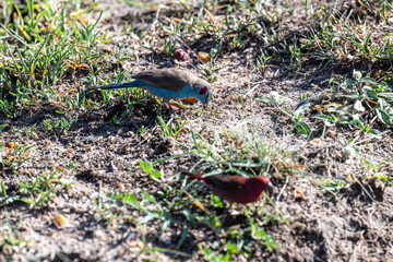 Common lentil running along the ground in search of food in natural conditions in Kenya