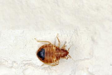 Bedbug also known as Common bedbug or Wall-louse (Cimex lectularius) on the wall in the apartment. Space for text left above.