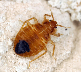 Bedbug also known as Common bedbug or Wall-louse (Cimex lectularius) on the wall in the apartment