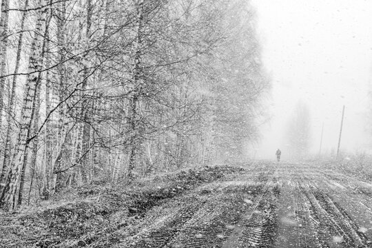 monochrome landscape with road and trees on the road, snowfall