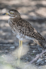African gray sandpiper runs along the ground looking for food in natural conditions in Kenya