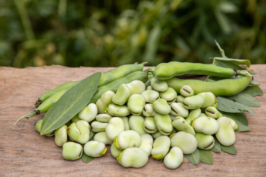 Broad bean or fava beans (Fave) on the close-up. From garden to table: springtime vegetables and legumes