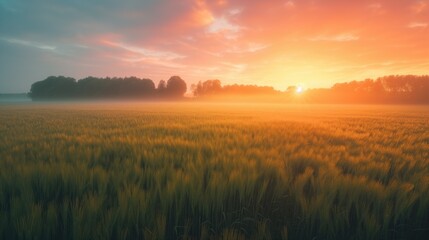 Green growing crops of wheat or rye beautiful agricultural foggy landscape with at sunrise dawn