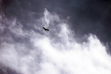 Moody sky and gliding vulture