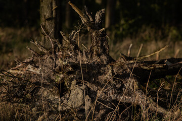 In forest