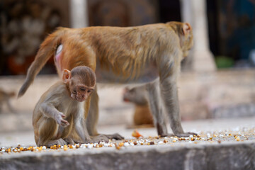 Temple Shri Gyan Gopal Jaipur Indie  © Daniel
