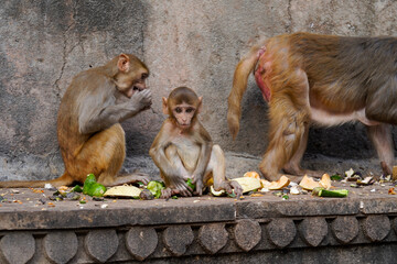 Temple Shri Gyan Gopal Jaipur Indie 
