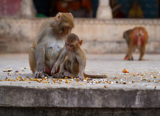Temple Shri Gyan Gopal Jaipur Indie 