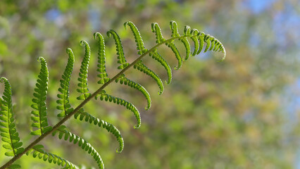 Fern leaves. Natural ferns background. Nature. Picture for screensaver, wallpaper, card design....