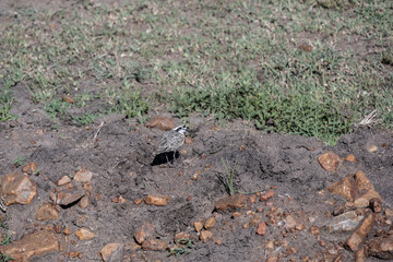 African gray sandpiper runs on the ground near water looking for food in natural conditions in Kenya