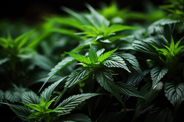 Cannabis buds. Indoor grow. Cannabis flower. Legal Marijuana cultivation in the home