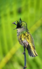 Colibri huppé mâle