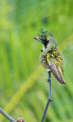 Colibri huppé mâle