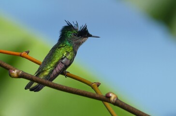 Colibri huppé mâle © Anne