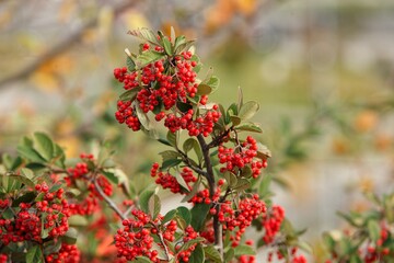 Wild red berries on a bush