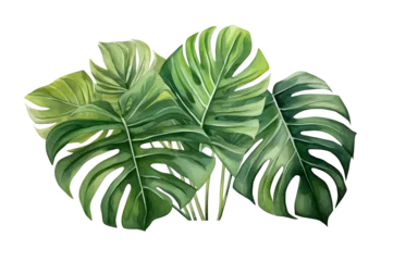 Tuinposter Monstera watercolor vector Set of tropical leaves. Variety. Ornamental plants. Banana leaves. Transparent background