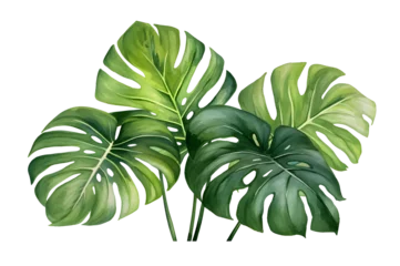 Tableaux sur verre Monstera watercolor vector Set of tropical leaves. Variety. Ornamental plants. Banana leaves. Transparent background