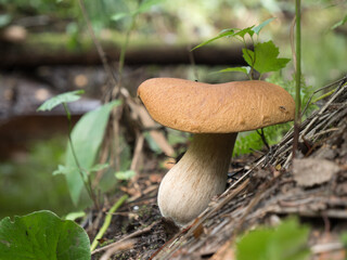 Bolete mushroom growing by stream