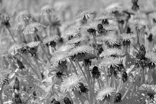 abstract black and white photo with plant texture