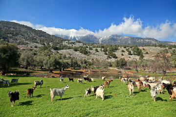 Herd of goats grazing in a spring field in the mountainous region of Sfakia, in Crete island,...