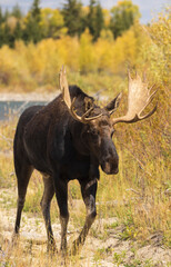 Bull Moose During the Rut in Grand Teton National Park Wyoming in Autumn