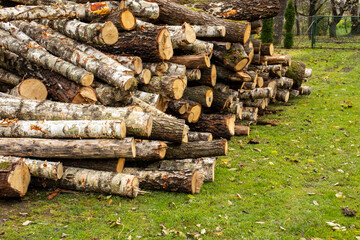  Timber cut from forest used as firewood stacked for meters.