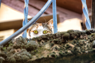 Peaking Cat