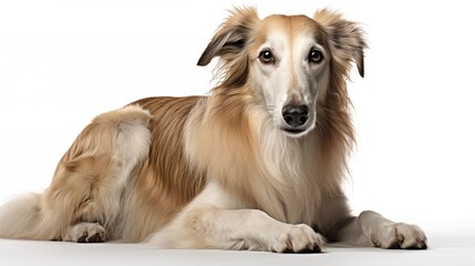 Fototapeta premium Dog, Borzoi in sitting position