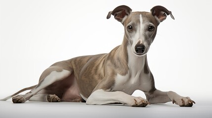 Dog, Whippet in  crouching position
