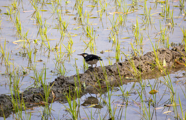 Indian pied myna birds are waiting for prey in the middle of the rice fields of the village. Also known as Asian pied starling (Gracupica contra).