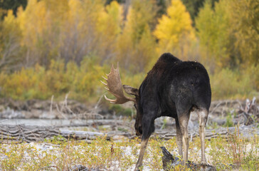 Bull Moose During the Rut in Grand Teton National Park Wyoming in Autumn