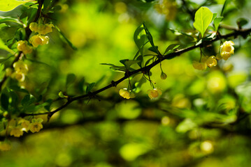 メギの黄色い花