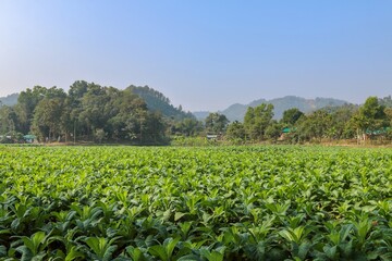 Fototapeta na wymiar tobacco plantation field.this photo was taken from Bandarban,Bangladesh.
