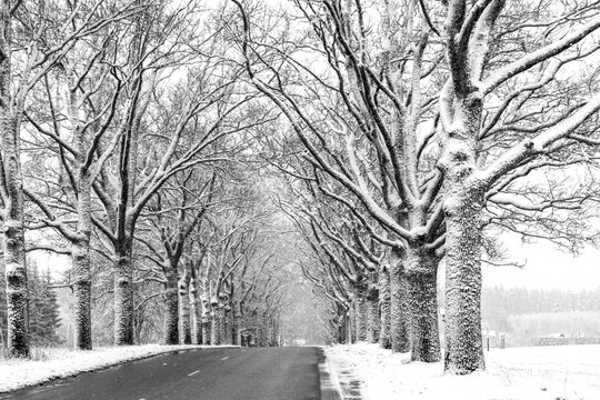 black and white landscape with trees, avenue of trees