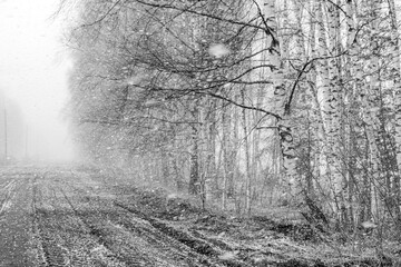 monochrome landscape with road and trees on the road, snowfall