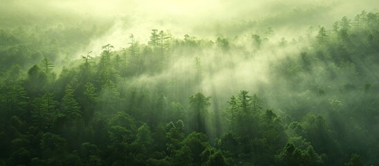 Enigmatic and Serene: A Mysterious Green Forest Emerges in the Foggy Morning Mist - obrazy, fototapety, plakaty