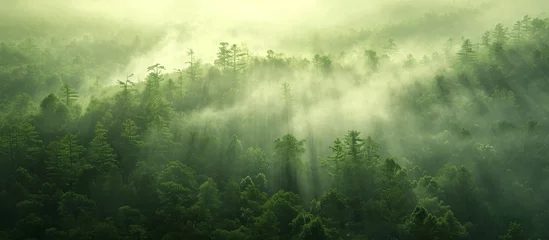  Enigmatic and Serene: A Mysterious Green Forest Emerges in the Foggy Morning Mist © AkuAku