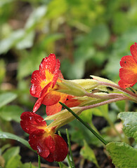 Tender first sprouts of evening primrose with drops of dew after rain in spring garden.Abstract floral background with blurred background with bokeh. Spring arrival concept, floral card,