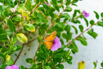 Orange butterfly with open wings on pink flower and sandy background in San Blas islands of Panama