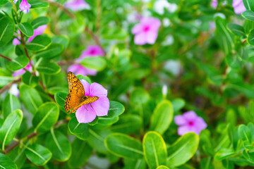 Orange butterfly with half closed wings on pink flower of green plant in san Blas islands of Panama