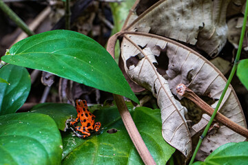 Orange Strawberry poison-dart frog Oophaga pumilio with black dots sitting under green leaf in...