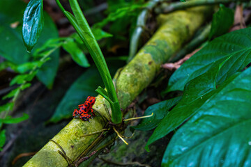 Red Strawberry poison-dart frog Oophaga pumilio with black dots climbing on green branch in...